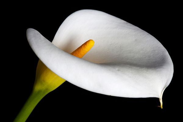 California Calla lily close-up